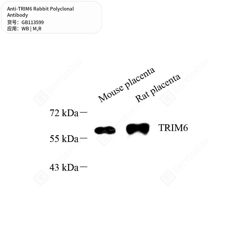 Антитела первичные, поликлональные кролика к TRIM6 крысы, мыши, 100 мкл