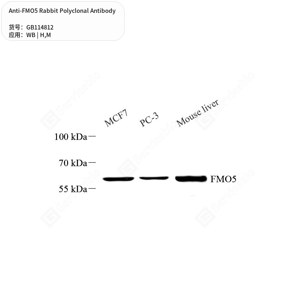 Антитела первичные, поликлональные кролика к FMO5 мыши, человека, 100 мкл