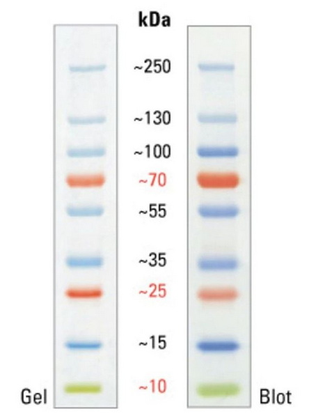 Маркеры молекулярной массы белков, окрашенные, 10 - 250 кДа, 250 мкл