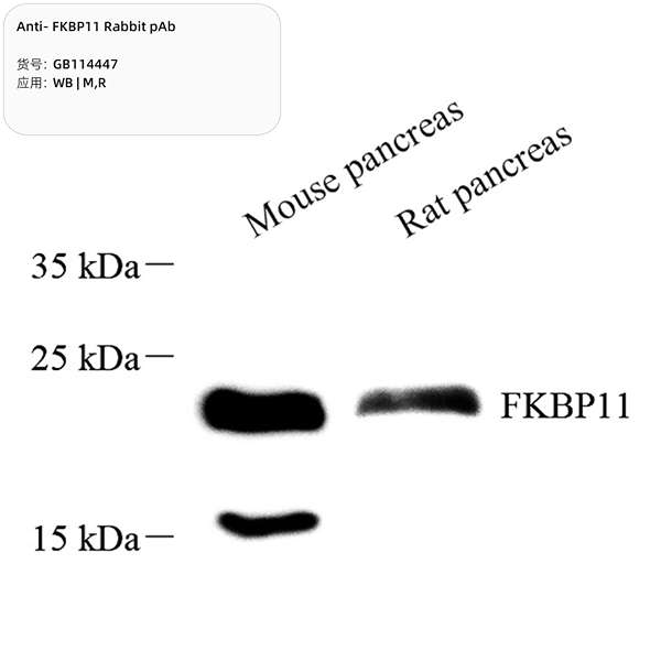 Антитела первичные, поликлональные, FKBP11, 100 мкл