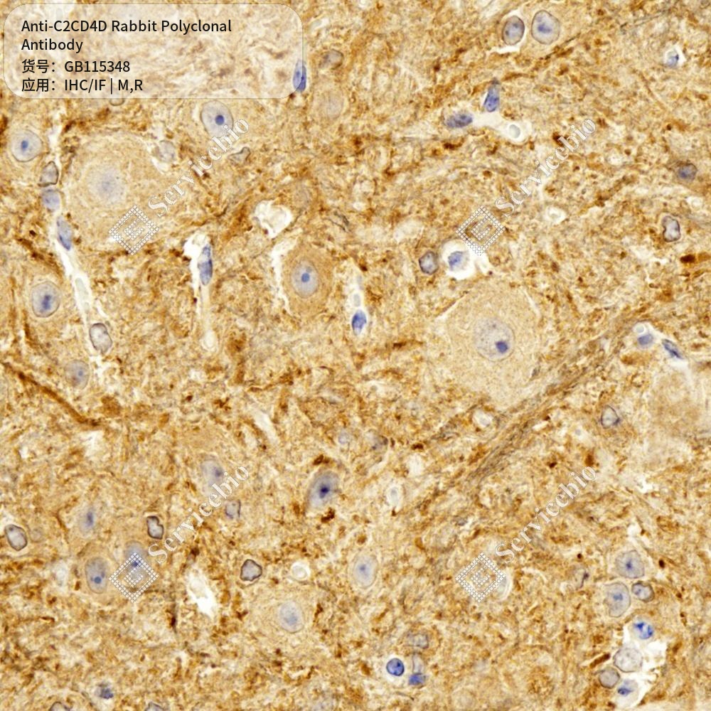 Антитела первичные, поликлональные кролика к C2CD4D крысы, мыши, 50 мкл