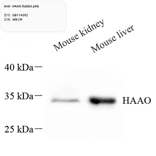 Антитела первичные, поликлональные, HAAO, 100 мкл