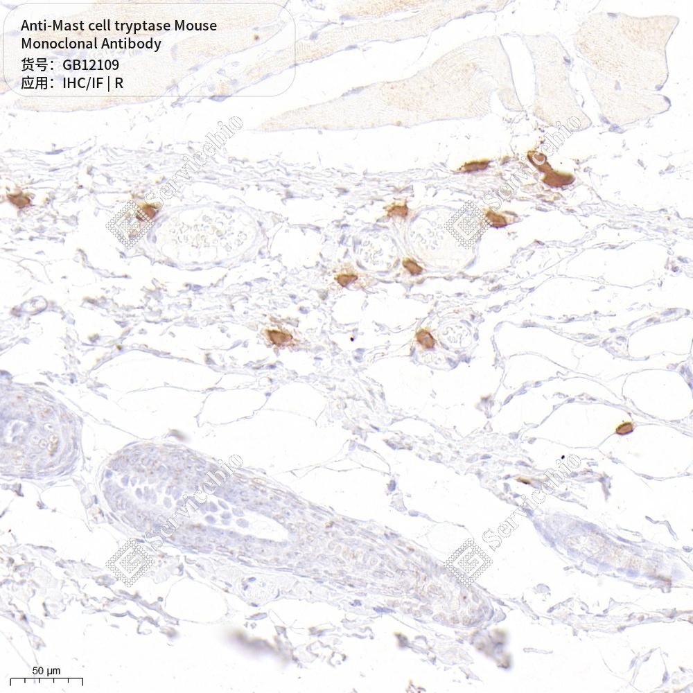 Антитела первичные, моноклональные мыши к Mast cell tryptase крысы, 50 мкл