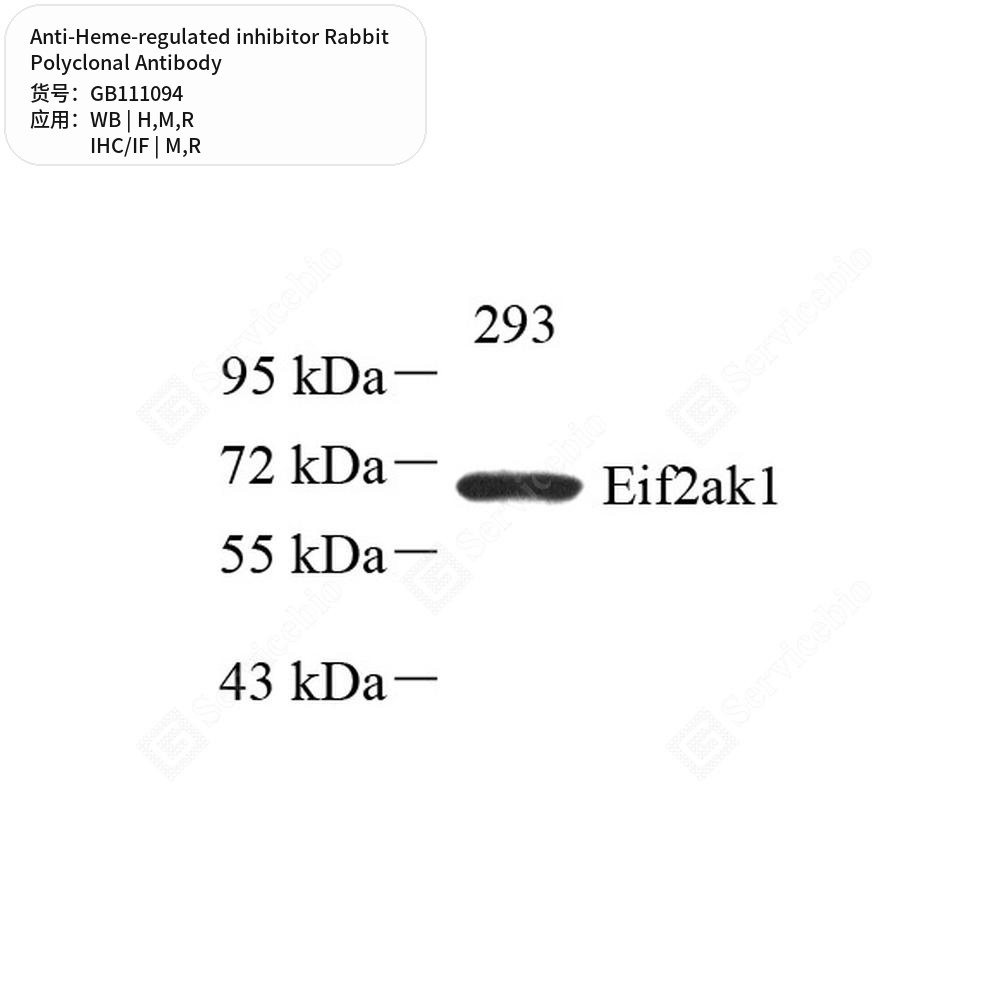 Антитела первичные, поликл. кролика к Heme-regulated inhibitor крысы, мыши, человека, 100 мкл