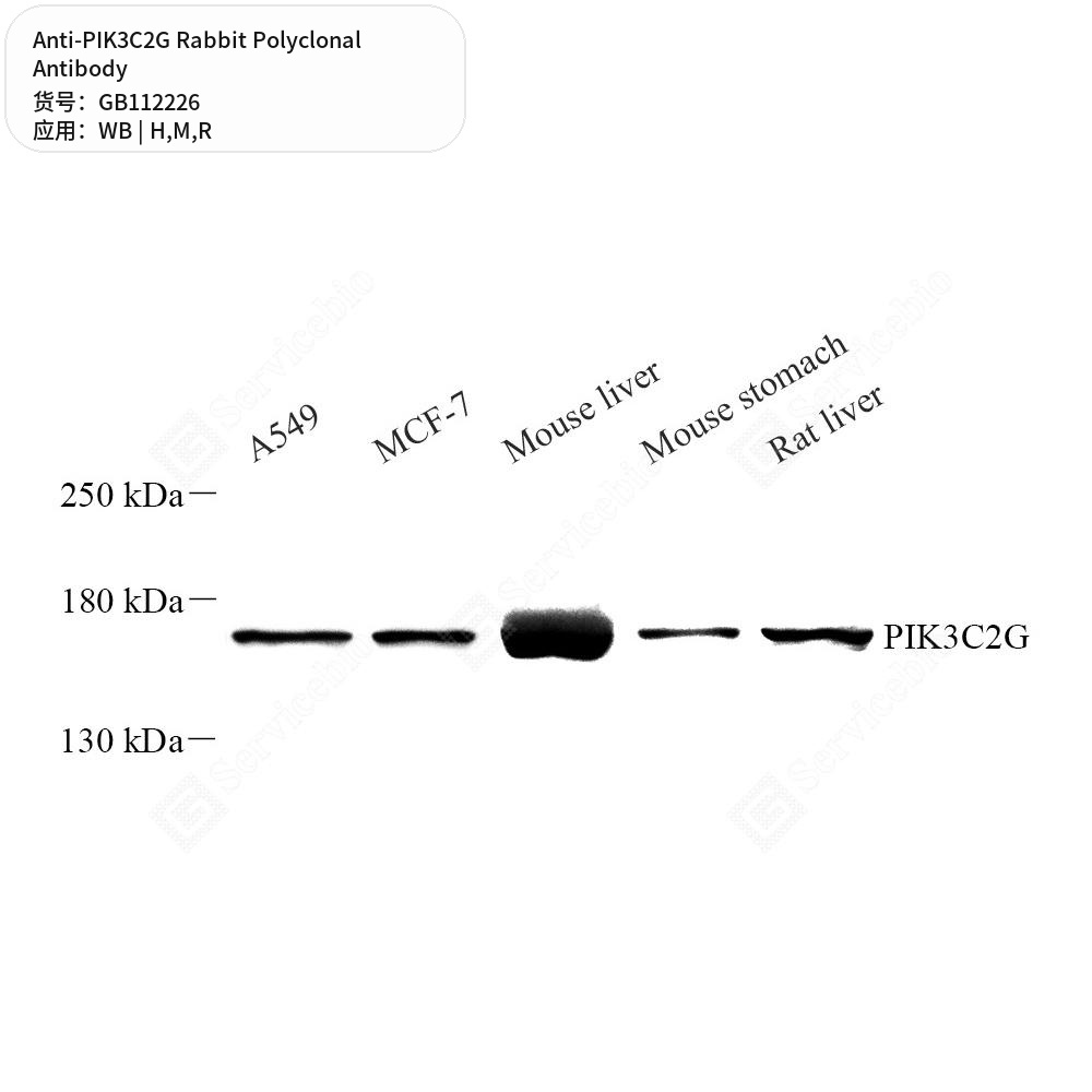 Антитела первичные, поликлональные кролика к PIK3C2G крысы, мыши, человека, 100 мкл