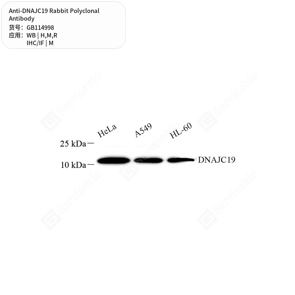 Антитела первичные, поликлональные кролика к DNAJC19 крысы, мыши, человека, 100 мкл