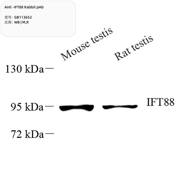 Антитела первичные, поликлональные, IFT88, 100 мкл