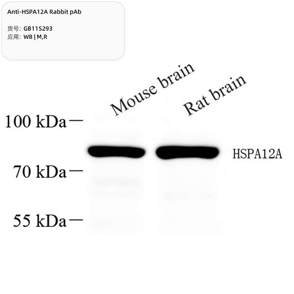 Антитела первичные, поликлональные, HSPA12A, 100 мкл