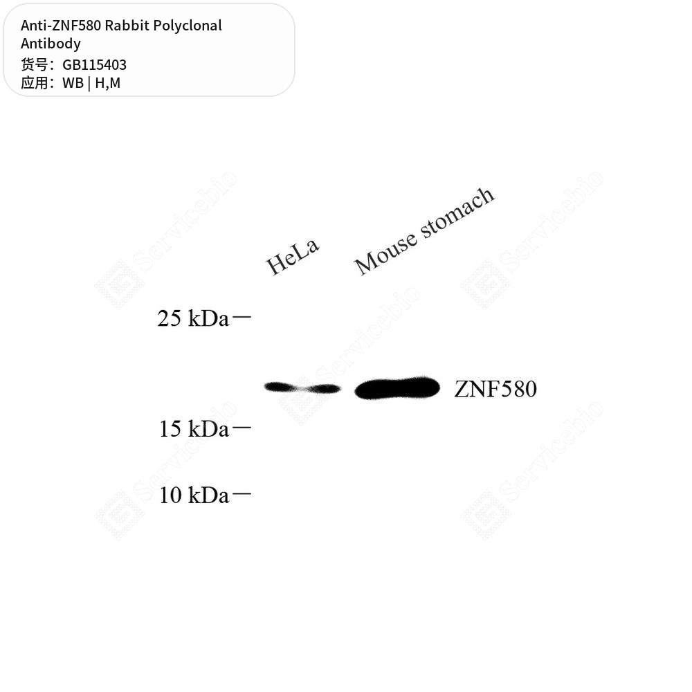 Антитела первичные, поликлональные кролика к ZNF580 мыши, человека, 50 мкл