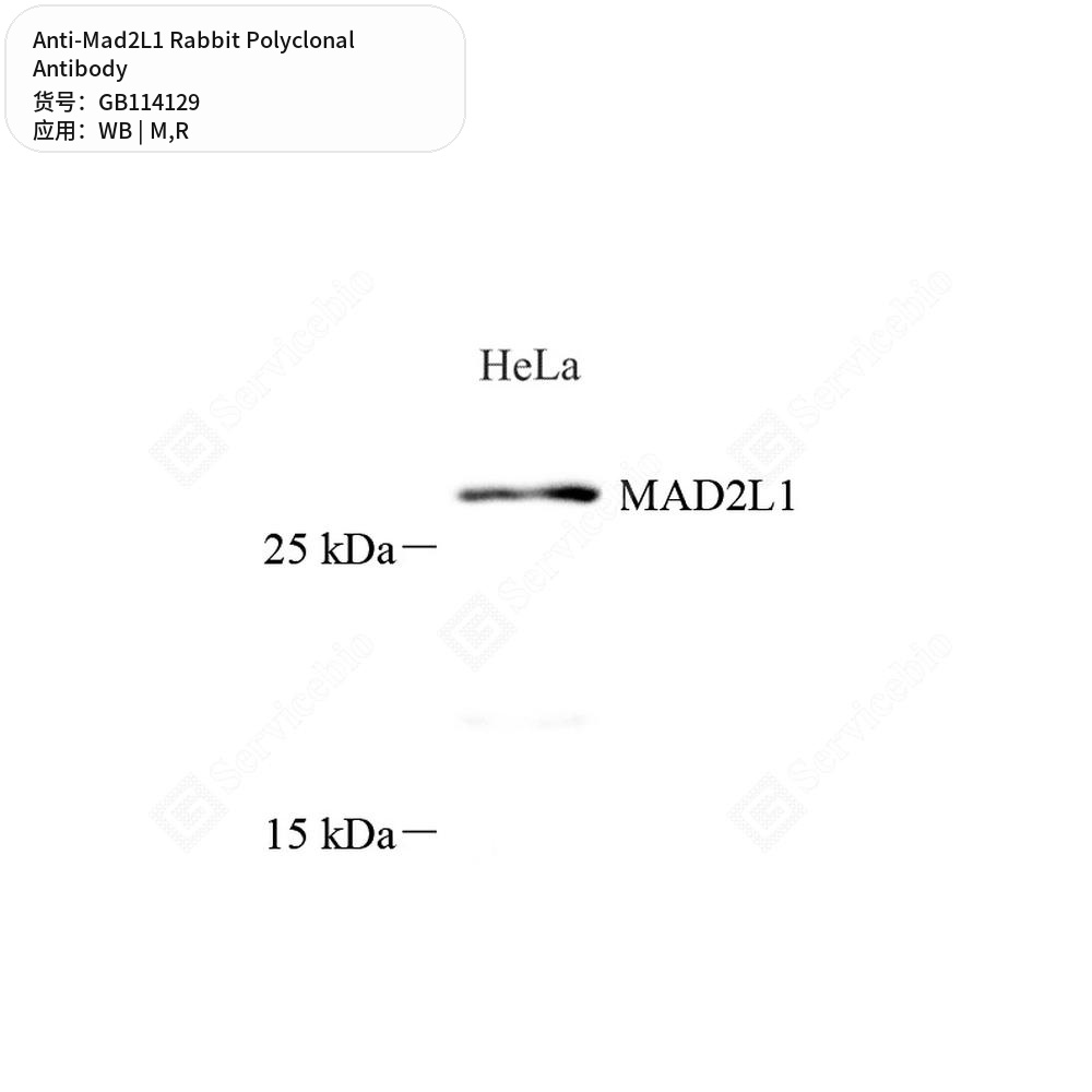 Антитела первичные, поликлональные кролика к Mad2L1 крысы, мыши, 100 мкл