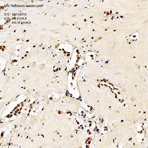 Антитела первичные, поликлональные, Nucleolin, 100 мкл