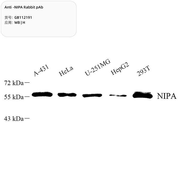 Антитела первичные, поликлональные, NIPA, 100 мкл