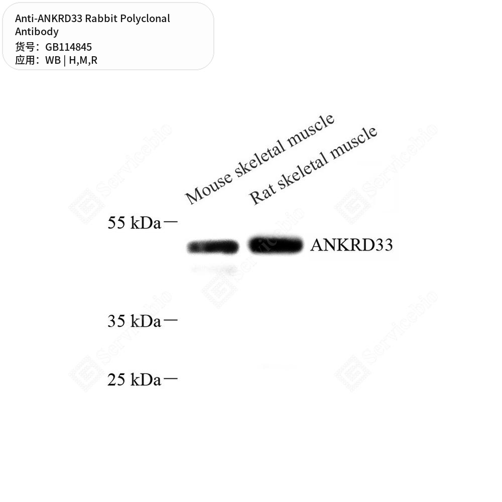 Антитела первичные, поликлональные кролика к ANKRD33 крысы, мыши, человека, 100 мкл