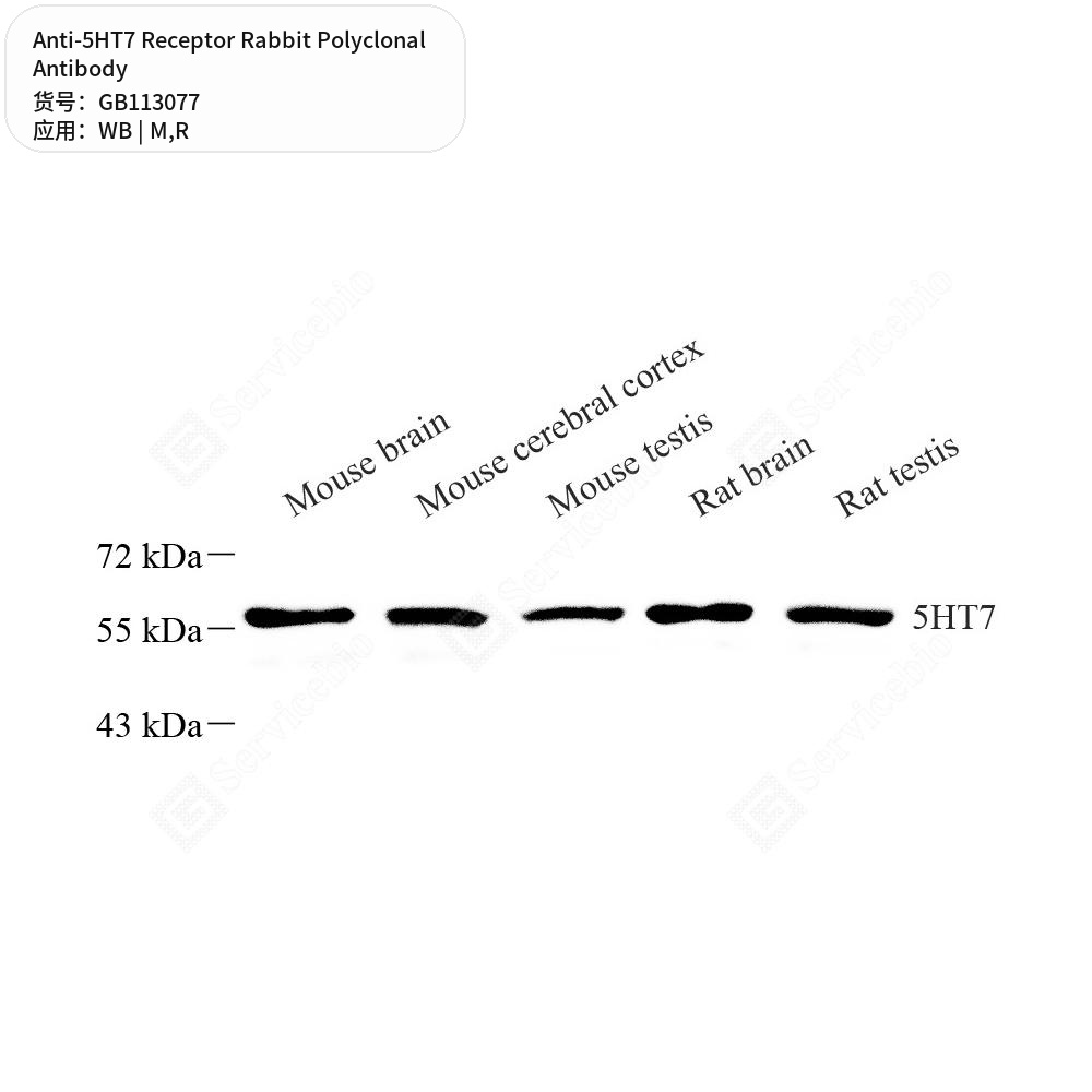 Антитела первичные, поликлональные кролика к 5HT7 Receptor крысы, мыши, 100 мкл