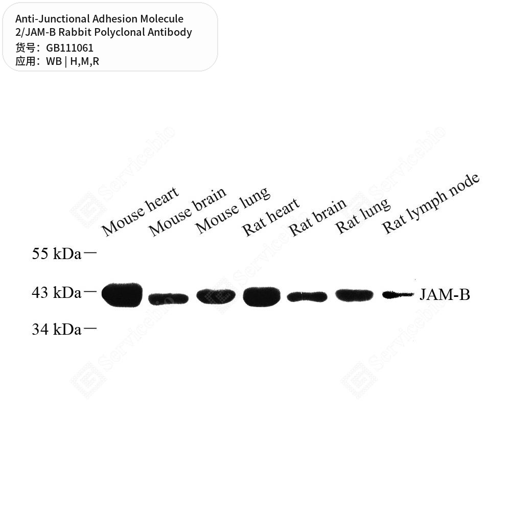 Антитела первичные, полик. крол. к Junctional Adhesion Molecule 2/JAM-B крысы, мыши, чел., 100 мкл