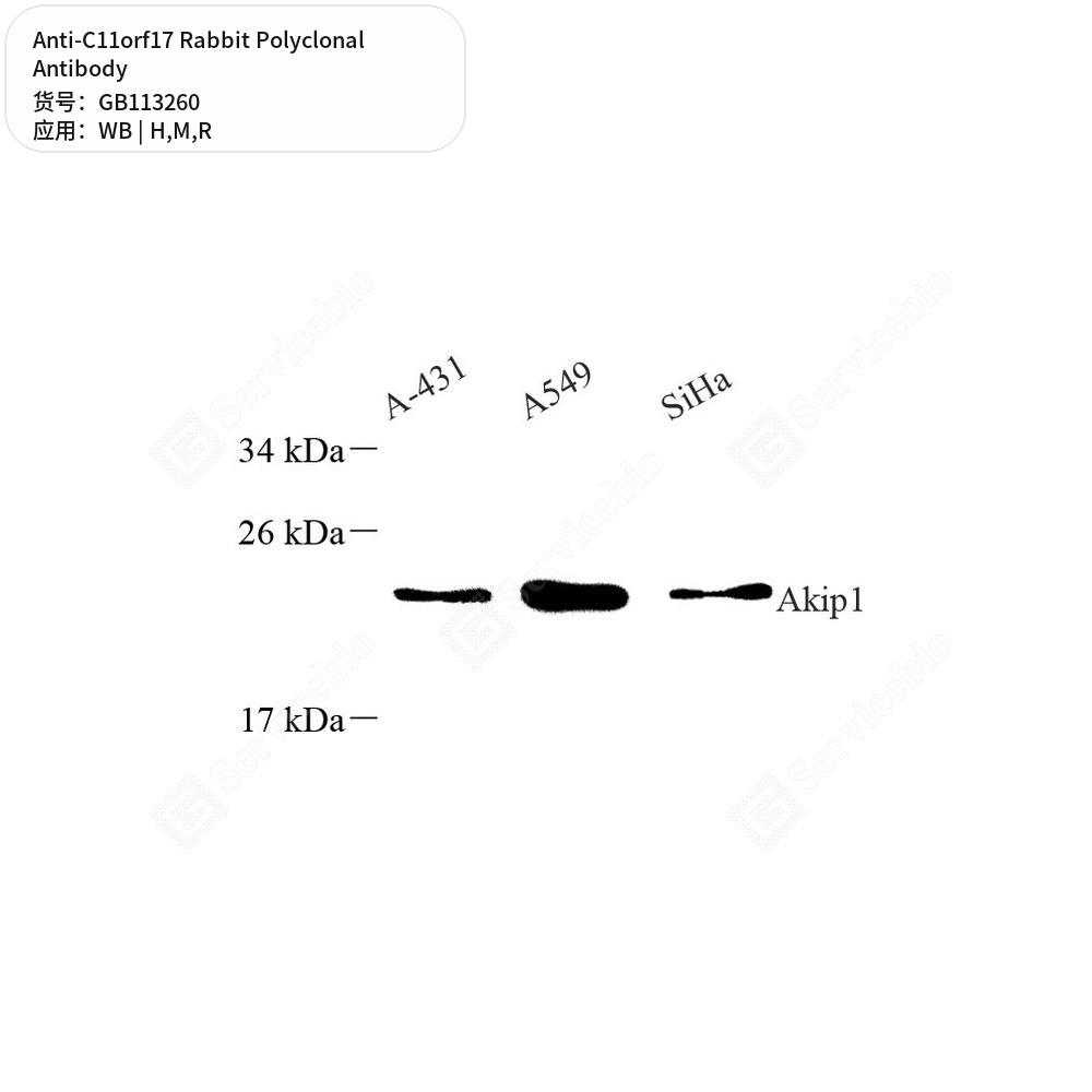 Антитела первичные, поликлональные кролика к C11orf17 крысы, мыши, человека, 100 мкл