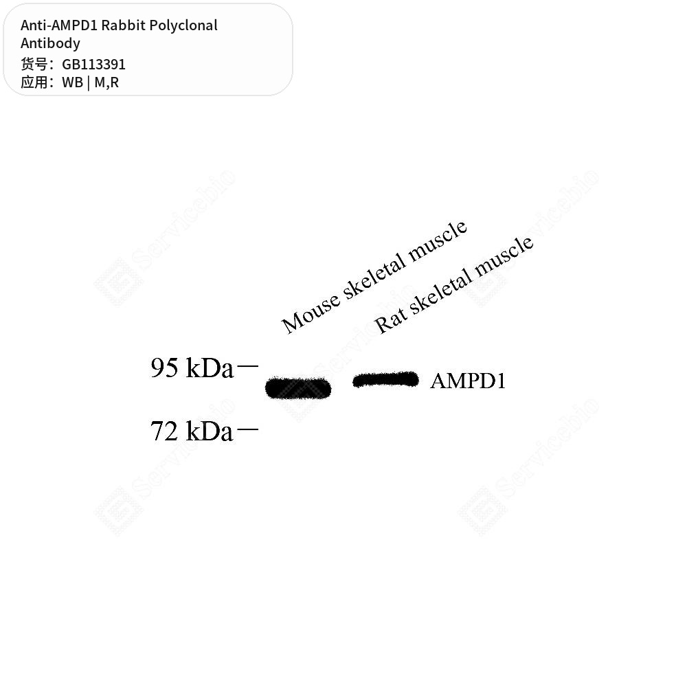 Антитела первичные, поликлональные кролика к AMPD1 крысы, мыши, 50 мкл
