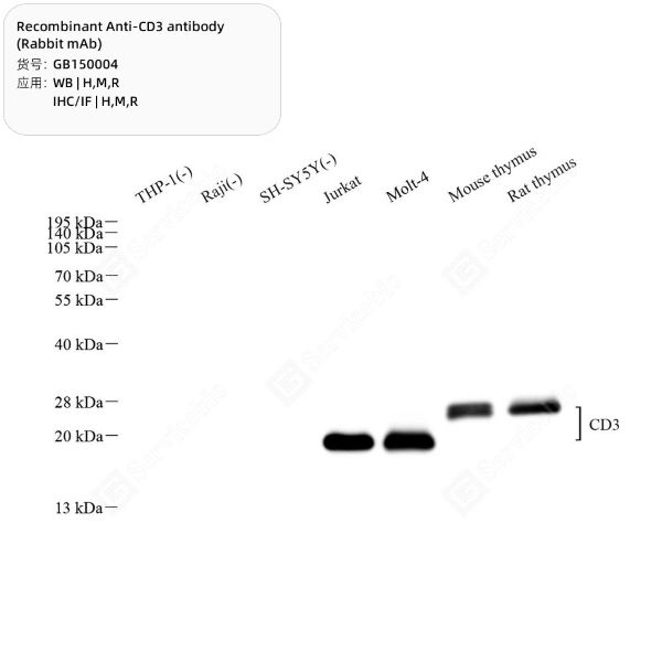 Антитела первичные, моноклональные CD3, рекомбинантные, 100 мкл
