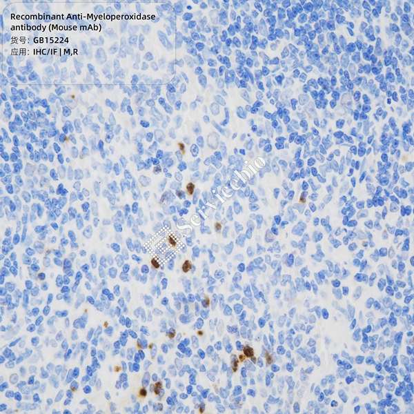 Антитела первичные, моноклональные, Myeloperoxidase, 100 мкл