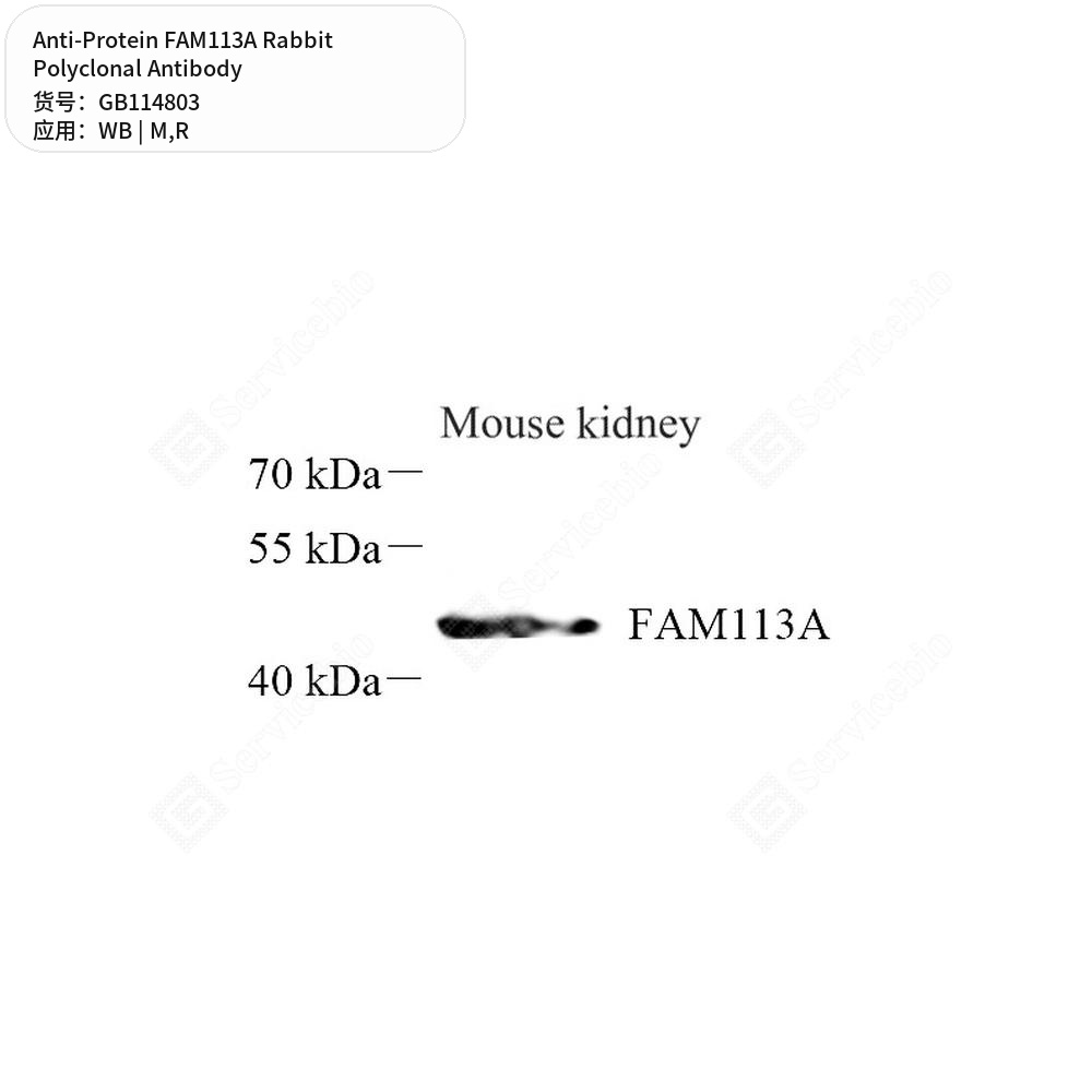 Антитела первичные, поликлональные кролика к Protein FAM113A крысы, мыши, 50 мкл