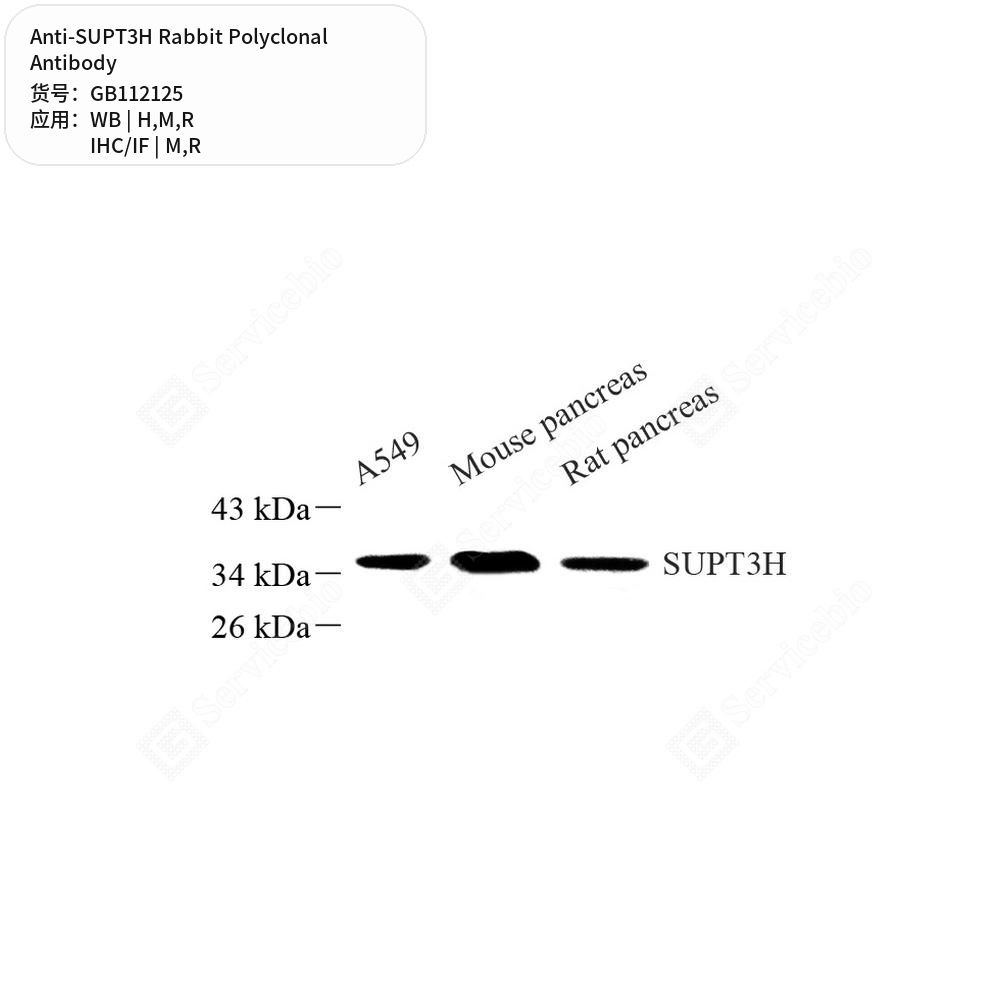 Антитела первичные, поликлональные кролика к SUPT3H крысы, мыши, человека, 100 мкл