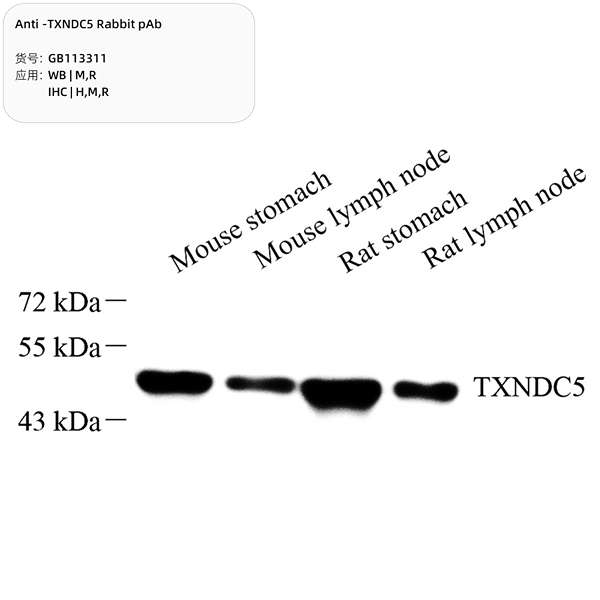Антитела первичные, поликлональные, TXNDC5, 100 мкл
