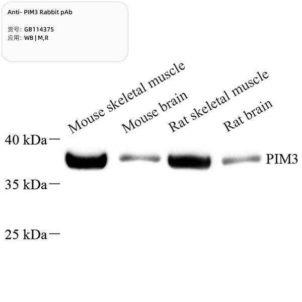 Антитела первичные, поликлональные, PIM3, 100 мкл