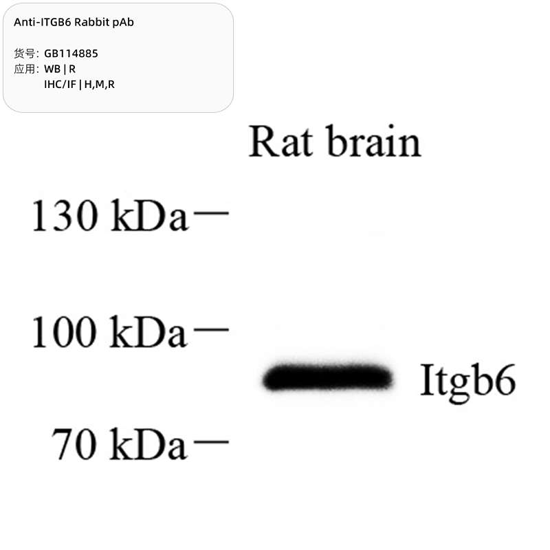 Антитела первичные, поликлональные, ITGB6, 100 мкл