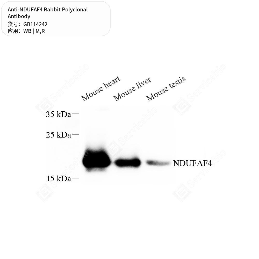 Антитела первичные, поликлональные кролика к NDUFAF4 крысы, мыши, 100 мкл