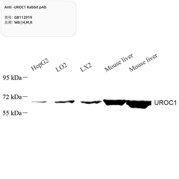 Антитела первичные, поликлональные, UROC1, 100 мкл
