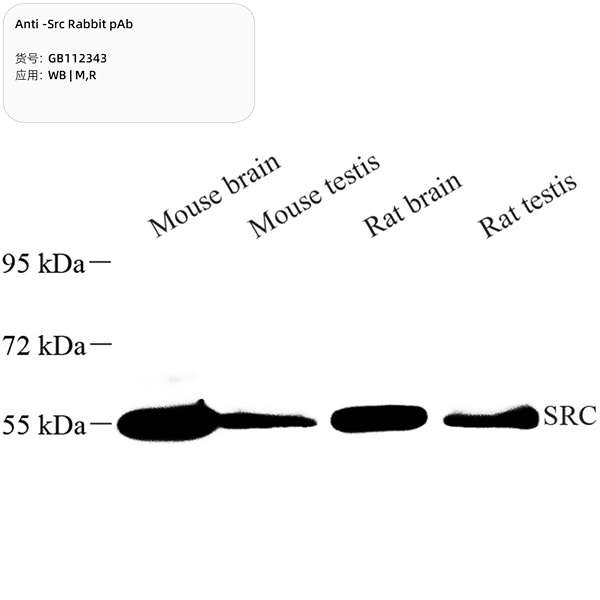 Антитела первичные, поликлональные, Src, 100 мкл