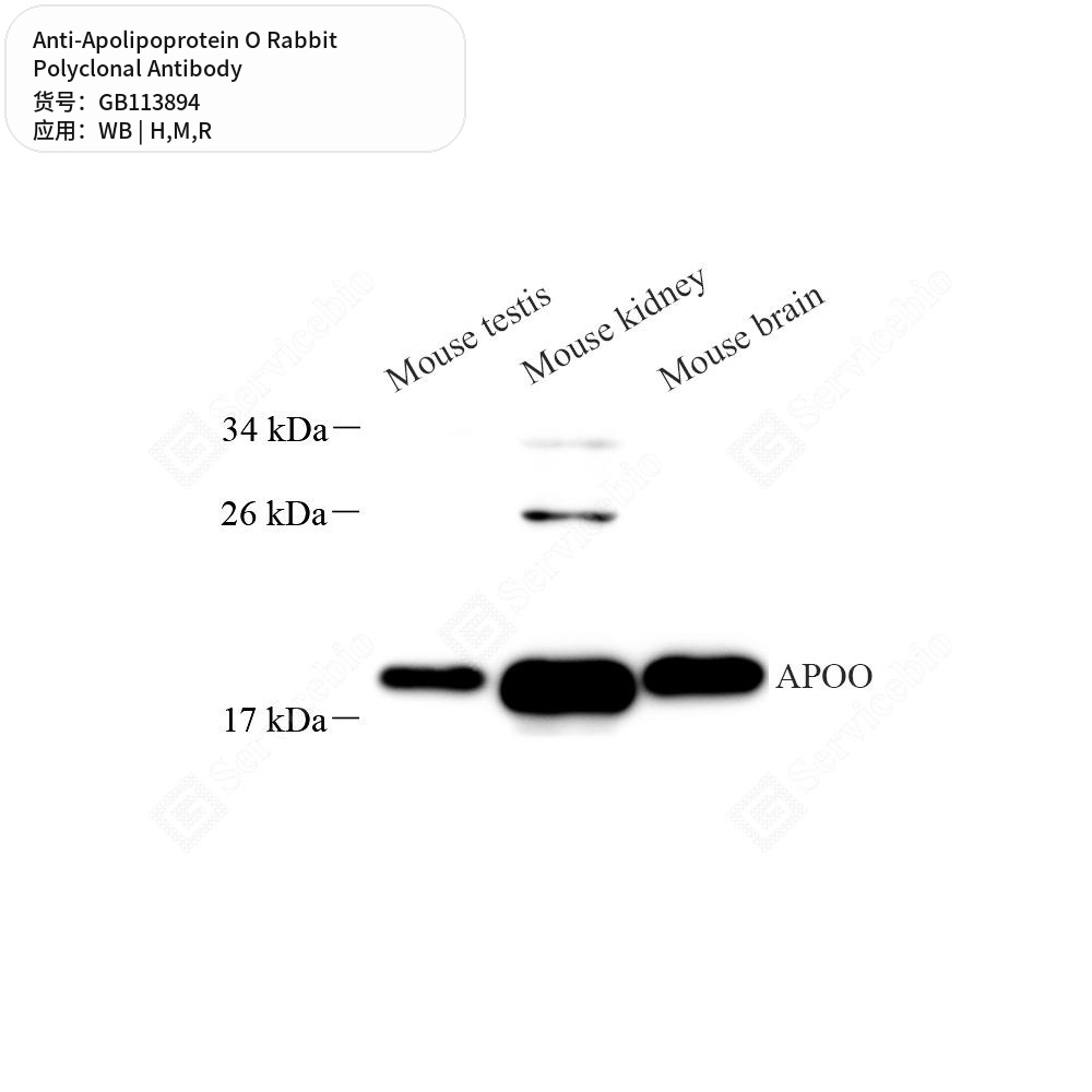Антитела первичные, поликлональные кролика к Apolipoprotein O крысы, мыши, человека, 50 мкл