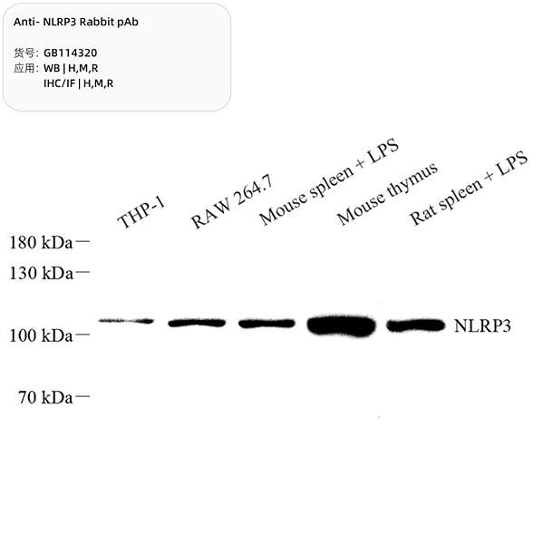 Антитела первичные, поликлональные, NLRP3, 100 мкл