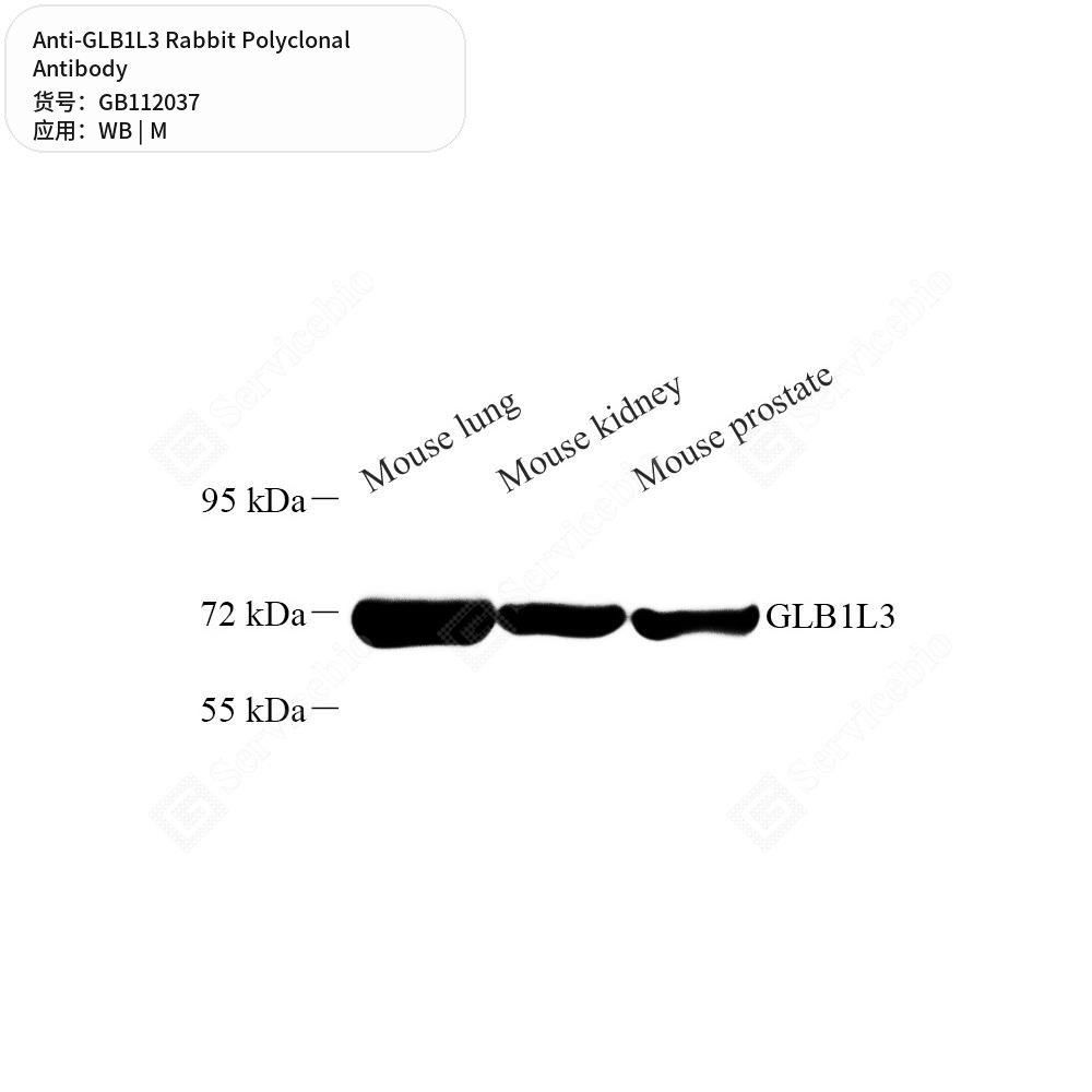Антитела первичные, поликлональные кролика к GLB1L3 мыши, 50 мкл