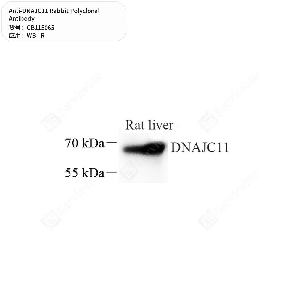 Антитела первичные, поликлональные кролика к DNAJC11 крысы, 50 мкл