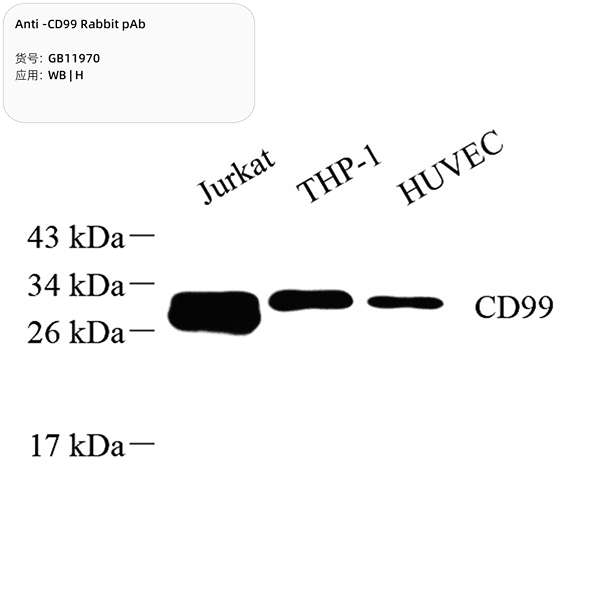 Антитела первичные, поликлональные, CD99, 100 мкл