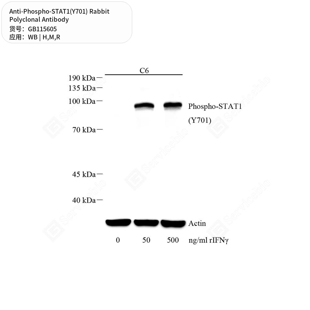 Антитела первичные, поликлональные кролика к Phospho-STAT1(Y701) крысы, мыши, человека, 50 мкл