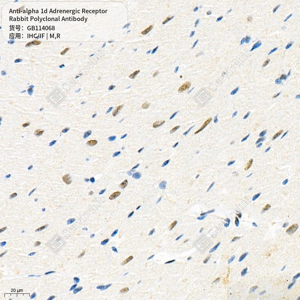Антитела первичные, поликлональные кролика к alpha 1d Adrenergic Receptor крысы, мыши, 50 мкл