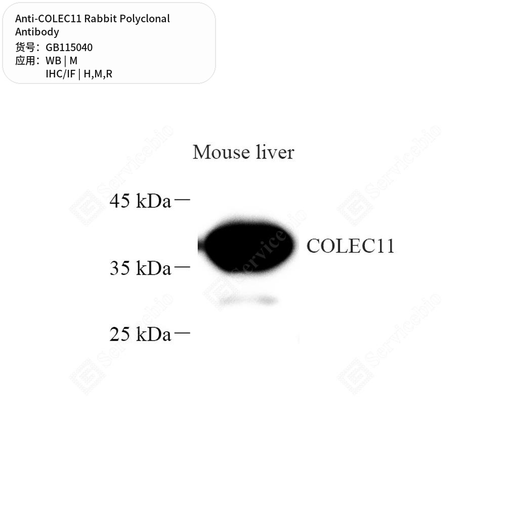 Антитела первичные, поликлональные кролика к COLEC11 крысы, мыши, человека, 100 мкл