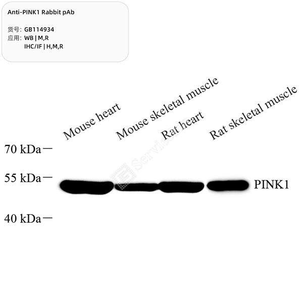 Антитела первичные, поликлональные, PINK1, 100 мкл