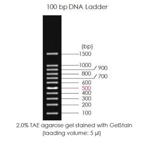 Маркеры молекулярной массы ДНК, 100-1500 п.о., 100bp DNA Ladder, готовые к использ., 5 x 500 мкл