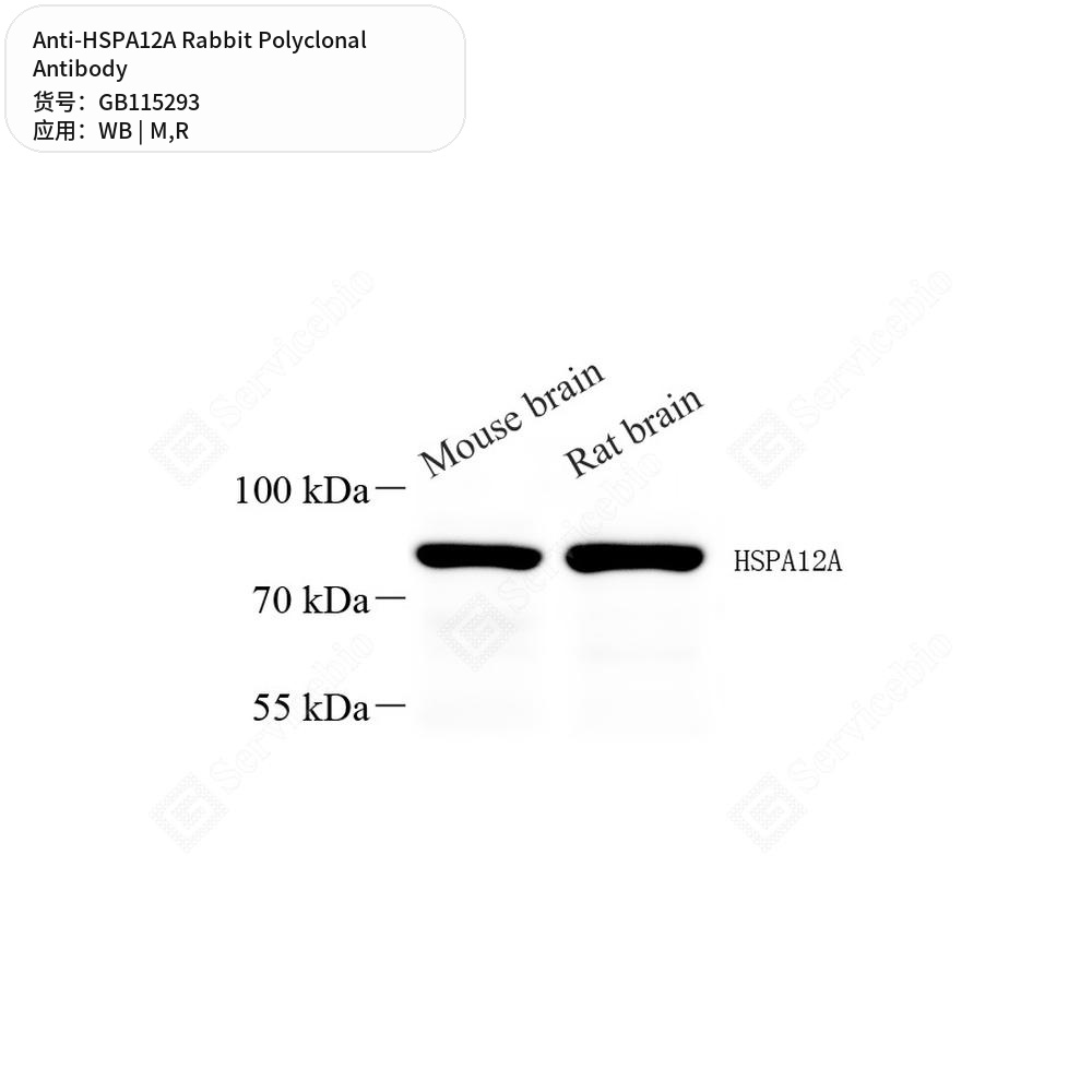 Антитела первичные, поликлональные кролика к HSPA12A крысы, мыши, 50 мкл