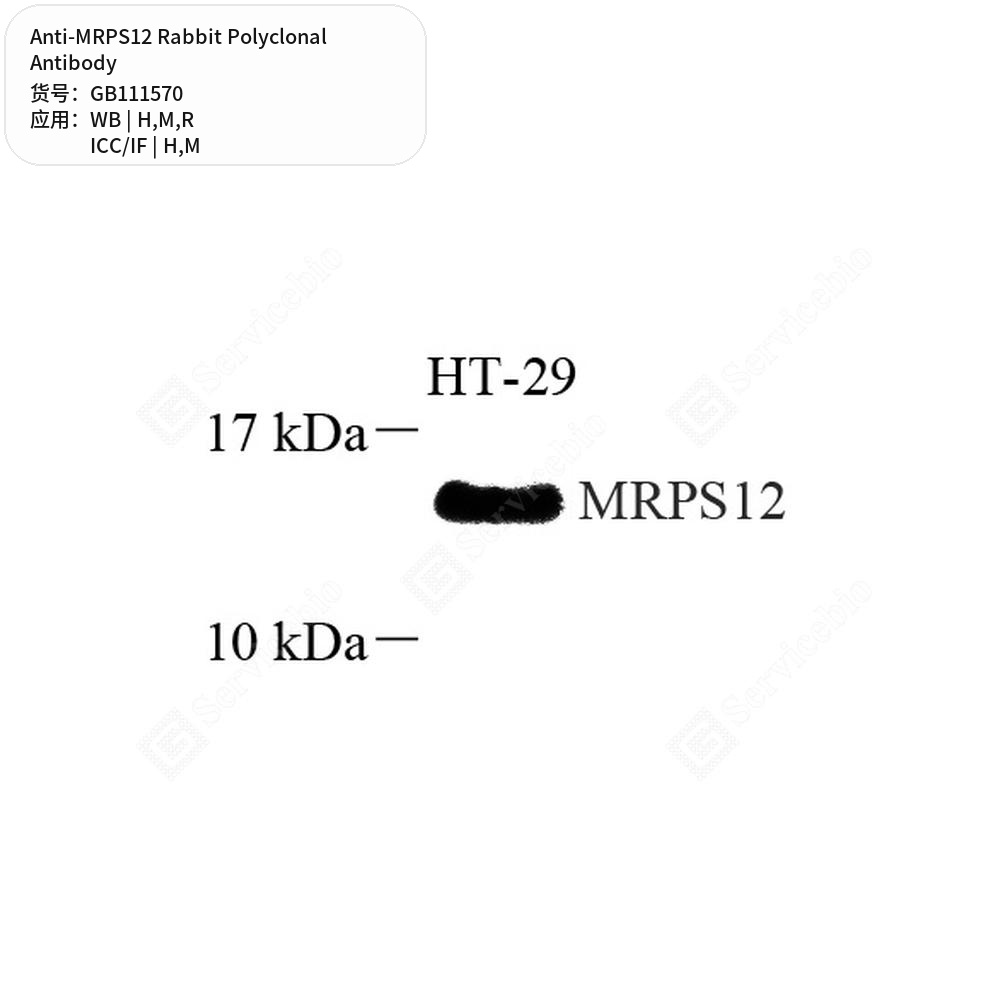 Антитела первичные, поликлональные кролика к MRPS12 крысы, мыши, человека, 100 мкл