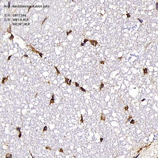 Антитела первичные, поликлональные, Neurotensin, 100 мкл