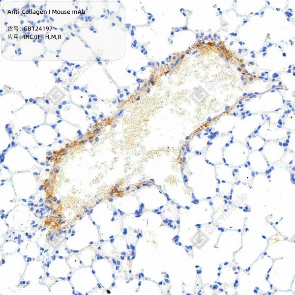 Антитела первичные, моноклональные, Collagen I, 100 мкл