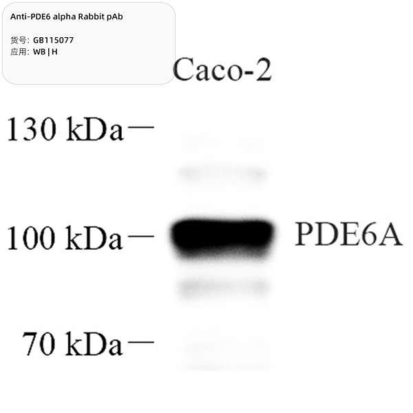 Антитела первичные, поликлональные, PDE6 alpha, 100 мкл