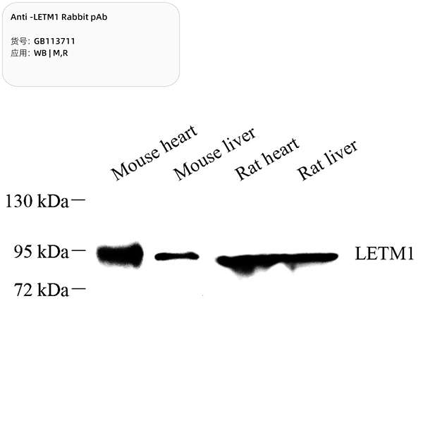 Антитела первичные, поликлональные, LETM1, 100 мкл