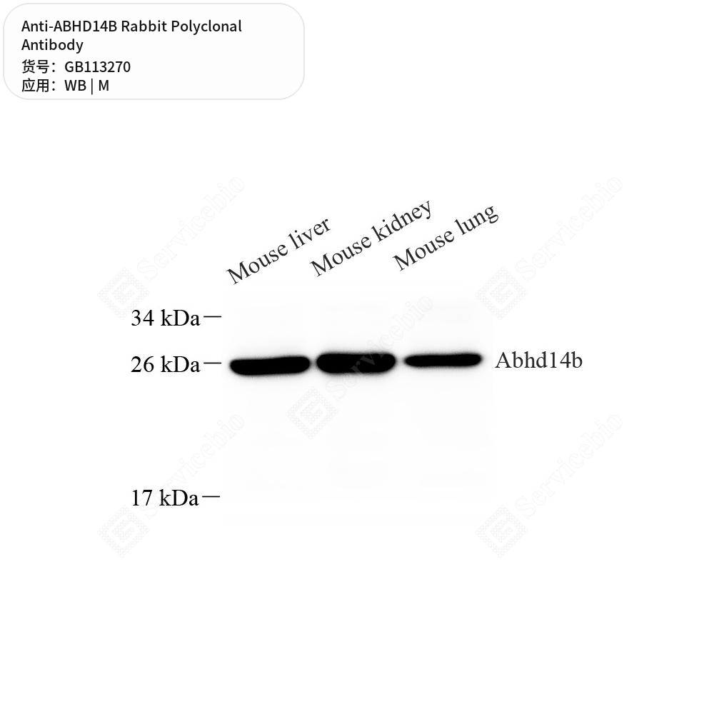 Антитела первичные, поликлональные кролика к ABHD14B мыши, 50 мкл