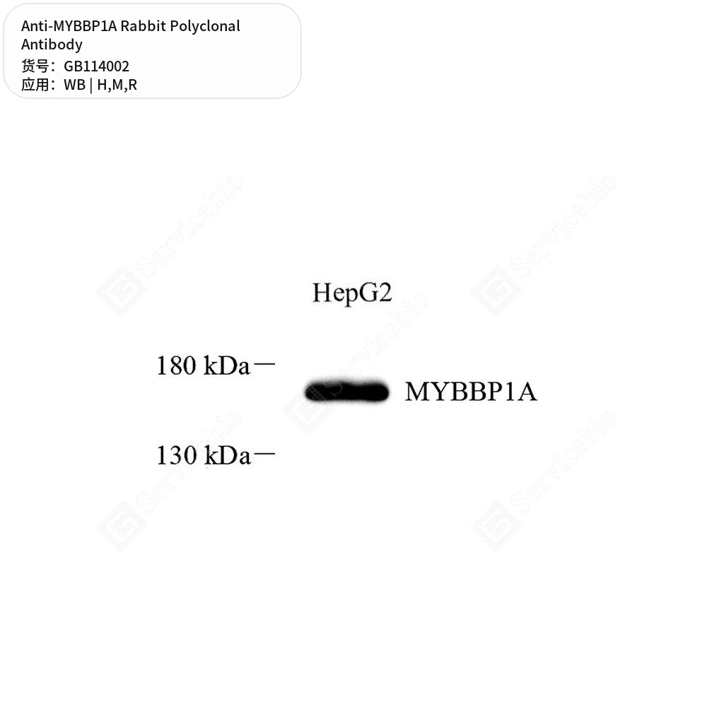 Антитела первичные, поликлональные кролика к MYBBP1A крысы, мыши, человека, 50 мкл