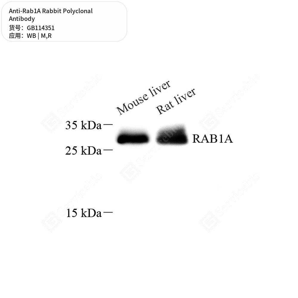 Антитела первичные, поликлональные кролика к Rab1A крысы, мыши, 50 мкл